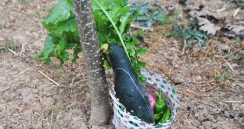 農民種植的農產品頻遭“偷菜團”光顧的原因與預防策略