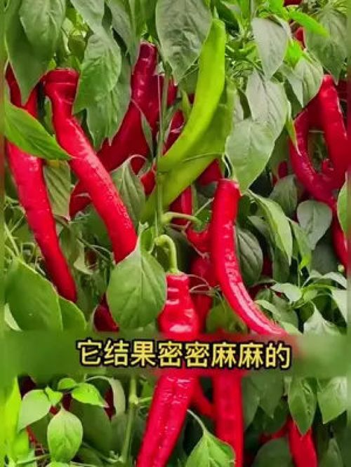 自家種植美人椒 辣味十足的家庭豐收體驗