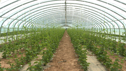 王鳳瑞帶隊調研廣靈黃花產業及設施農業，關注水產養殖發展