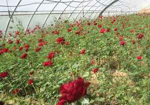 秦椒秦醬秦火鍋，爽口爽心竹園村——竹園村水產養殖與火鍋美食的完美結合