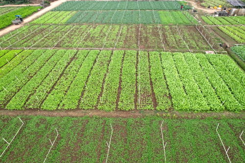 科學管護四季豐收 水產養殖與八塘菜田的冬日協奏曲