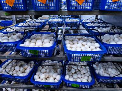 農產品種植 科技賦能，綠色發展的新篇章