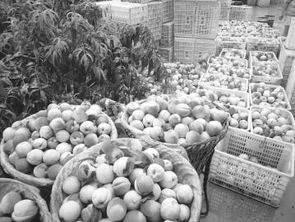 生態種養并舉，平武農產品走俏市場