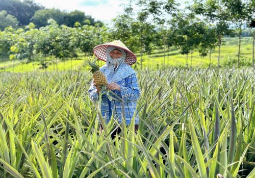 瓊中黎母山 熱帶特色農業結碩果 名優品牌多點開花促振興